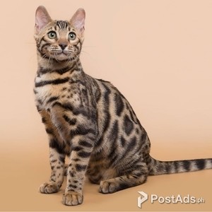 Adorable and Exotic Bengal Kittens for Sale | PostAds PH