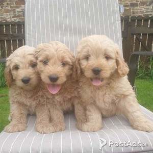 Healthy Goldendoodle Puppies For Sale | PostAds PH