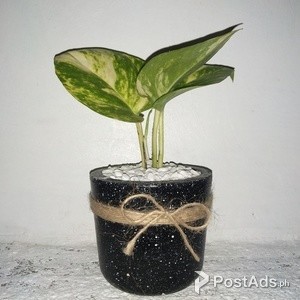 Stylish Cup size 8x8 cm cement pots for plants cactus and succulents | PostAds PH