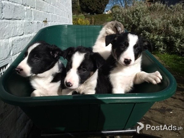 Adorable Border Collie Puppies