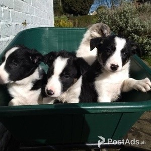 Adorable Border Collie Puppies | PostAds PH