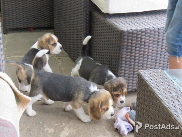 Male & Female Beagle Puppies
