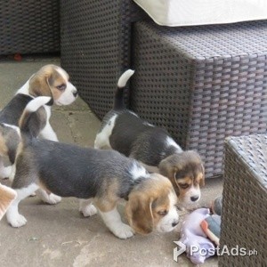 Male & Female Beagle Puppies | PostAds PH