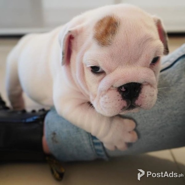 Gorgeous Bulldogs for sale