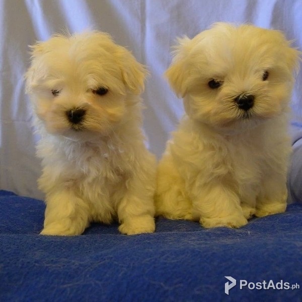 Maltese