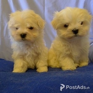 Maltese | PostAds PH