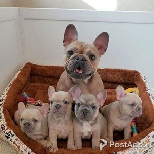 Awesome French Bulldogs | PostAds PH