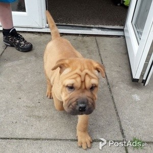 Shar Pei puppies | PostAds PH