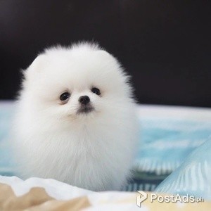 Pomeranian PureBred | PostAds PH