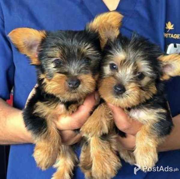 Purebred tiny teacup Yorkie puppies