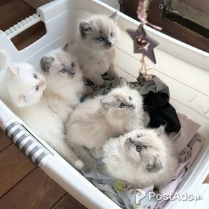Home Ragdoll Kittens available | PostAds PH