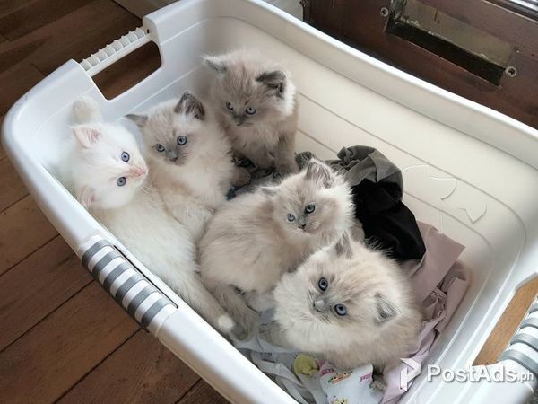 Ragdoll Kittens