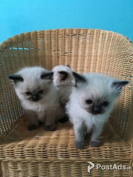 Extra Ragdoll Kittens available