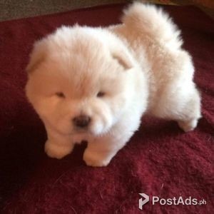 Chow Chow Pups | PostAds PH