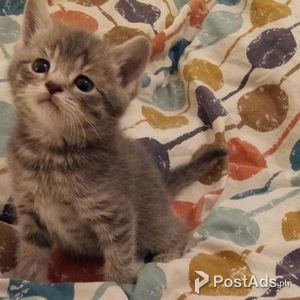 Munchkin Kittens | PostAds PH