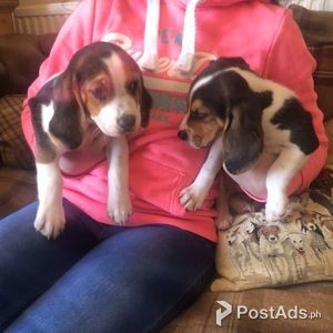 Beagle Pups available | PostAds PH