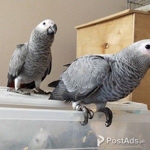 A pair of African Grey Parrots Urgently looking for a new home. | PostAds PH