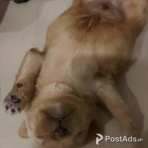 Quality shih tzu maltese puppies for sale | PostAds PH