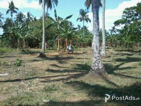 FOR SALE FARM AND LAND BRGY. DINGIN PAGSANJAN LAGUNA !!!