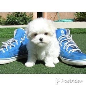 Home Trained Maltese Puppies For Adoption | PostAds PH