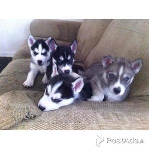 Pedigree Siberian Husky Puppies | PostAds PH