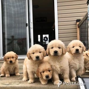 Healthy Purebred Golden Retriever Puppies | PostAds PH