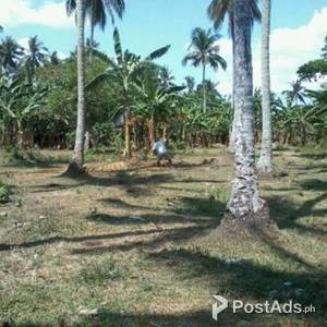 FOR SALE FARM AND LAND !!!!! | PostAds PH