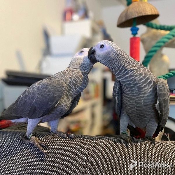 African Grey With Cage, Food And Toys, Hand Tame