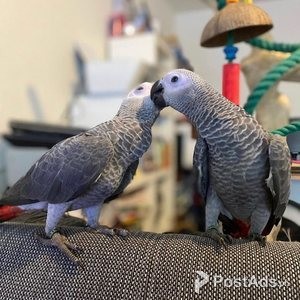African Grey With Cage, Food And Toys, Hand Tame | PostAds PH