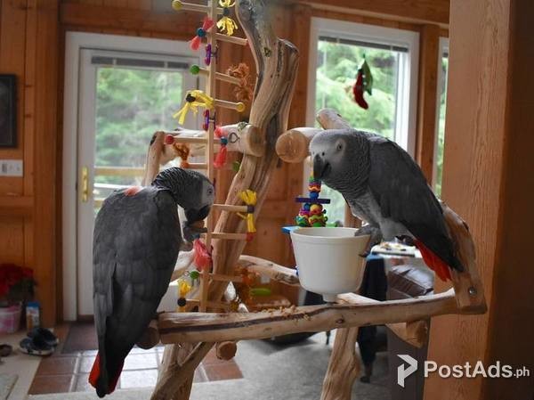 Real African Grey Parrots
