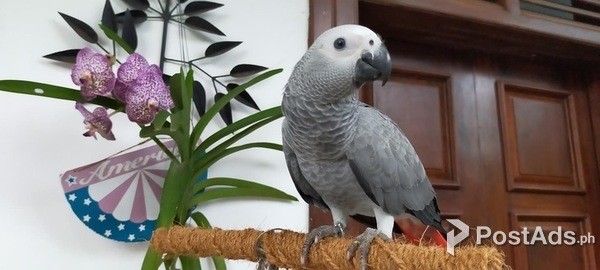 Parrots