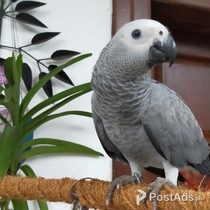 Parrots | PostAds PH