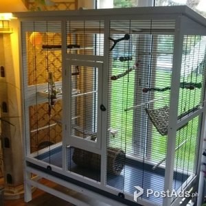 Buy your parrot here | PostAds PH