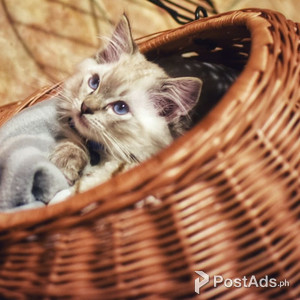 Family pets home | PostAds PH