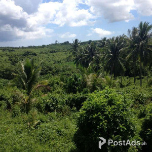 Agricultural Land for sale 18,499 hectares Located at Camarines sur | PostAds PH