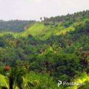 Agricultural Land for sale 169 hec.Santisimo Rosario, San Pablo City | PostAds PH