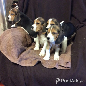 Lovely Beagle Puppies. | PostAds PH