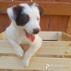 Gorgeous Border Collie puppies, | PostAds PH