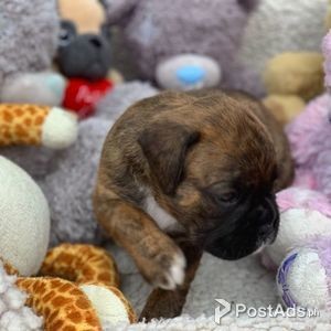 Beautiful Boxer puppies, | PostAds PH