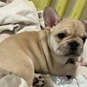 French bulldog puppies. | PostAds PH