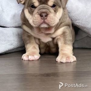We have a stunning litter of English available, | PostAds PH