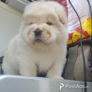 Gorgeous chow chow puppies, | PostAds PH