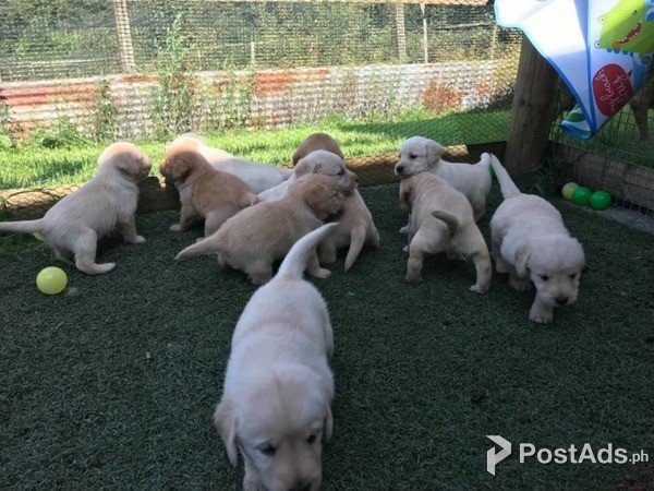 Amazing Labrador puppies