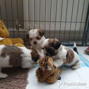 Stunning Shih Tzu puppies available. | PostAds PH