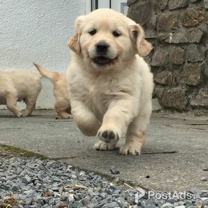 Golden retriever puppies | PostAds PH