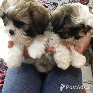 Beautiful Imperial Shih Tzu puppies | PostAds PH