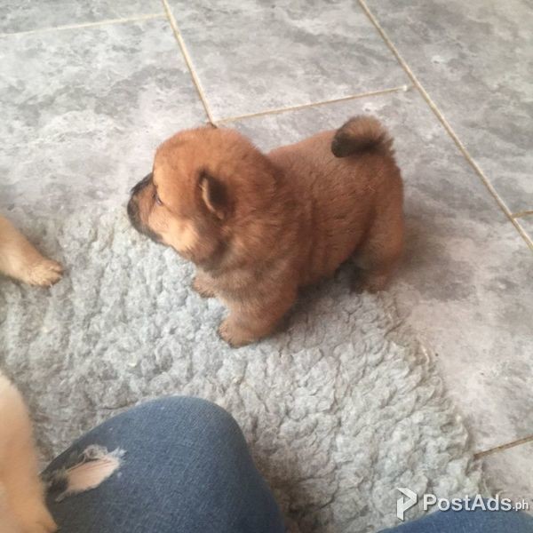 superb character chow chow