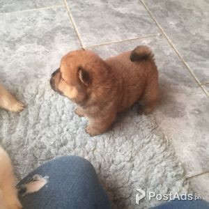 superb character chow chow | PostAds PH