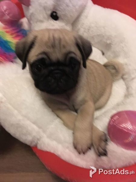 Super adorable pug Puppies