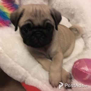 Super adorable pug Puppies | PostAds PH